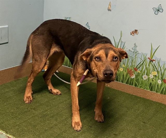 Shelter Stray Female Dog last seen , 38550 Sierra Hwy, Palmdale, CA 93550, USA