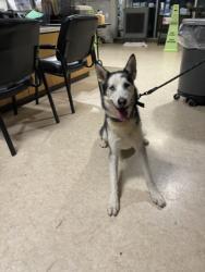 Shelter Stray Male Dog last seen , 957 N Gaffey St, San Pedro, CA 90731, USA
