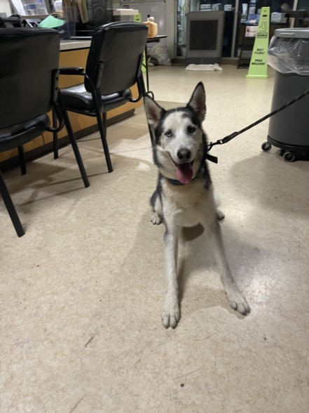 Shelter Stray Male Dog last seen , 957 N Gaffey St, San Pedro, CA 90731, USA
