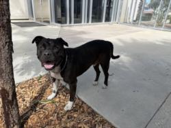 Shelter Stray Male Dog last seen , 957 N Gaffey St, San Pedro, CA 90731, USA