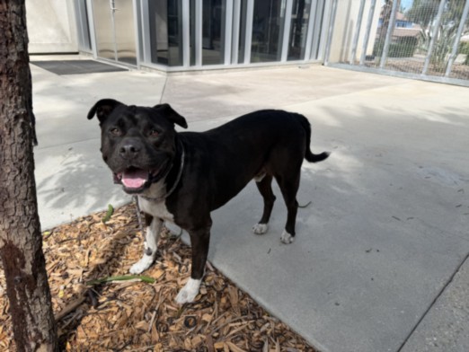 Shelter Stray Male Dog last seen , 957 N Gaffey St, San Pedro, CA 90731, USA