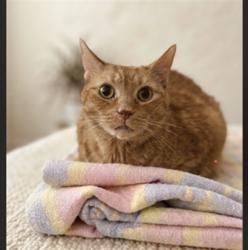 Shelter Stray Female Cat last seen , 957 N Gaffey St, San Pedro, CA 90731, USA