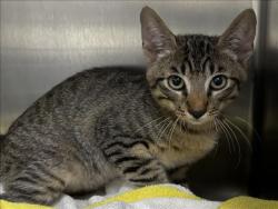 Shelter Stray Male Cat last seen , 957 N Gaffey St, San Pedro, CA 90731, USA