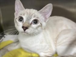 Shelter Stray Female Cat last seen , 957 N Gaffey St, San Pedro, CA 90731, USA