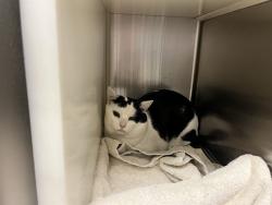 Shelter Stray Male Cat last seen Near BLOCK RANCHER DR, FOUNTAIN CO 80817, 610 Abbot Ln, Colorado Springs, CO 80905, USA