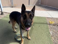 Shelter Stray Male Dog last seen 27TH AVE AND PHOTO VIEW RD, 2500 S 27th Ave, Phoenix, AZ 85009, USA