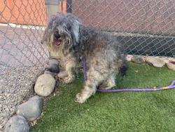 Shelter Stray Male Dog last seen 35TH AVE AND BROADWAY RD, 2500 S 27th Ave, Phoenix, AZ 85009, USA