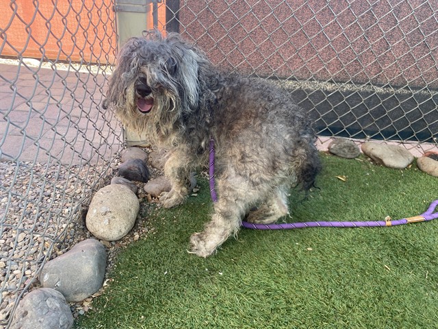 Shelter Stray Male Dog last seen 35TH AVE AND BROADWAY RD, 2500 S 27th Ave, Phoenix, AZ 85009, USA