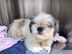 Shelter Stray Male Dog last seen W THOMAS RD AND N 35TH AVE, 2500 S 27th Ave, Phoenix, AZ 85009, USA