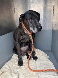 Shelter Stray Female Dog last seen WINTERS ST & ROSEVILLE RD, 2127 Front St, Sacramento, CA 95818, USA
