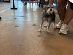 Shelter Stray Female Dog last seen , 14409 Vanowen St, Van Nuys, CA 91405, USA