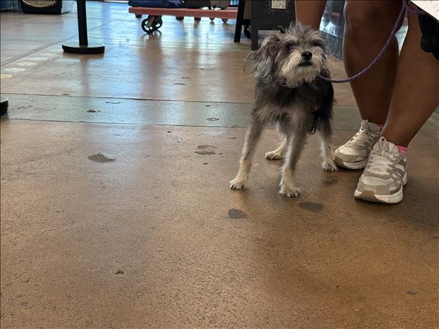 Shelter Stray Female Dog last seen , 14409 Vanowen St, Van Nuys, CA 91405, USA