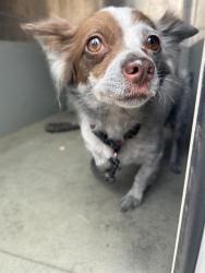 Shelter Stray Female Dog last seen WINTERS ST & ROSEVILLE RD, 2127 Front St, Sacramento, CA 95818, USA
