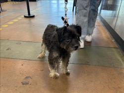 Shelter Stray Unknown Dog last seen , 14409 Vanowen St, Van Nuys, CA 91405, USA