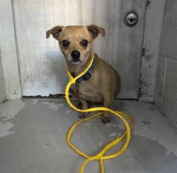 Shelter Stray Male Dog last seen WINTERS ST & ROSEVILLE RD, 2127 Front St, Sacramento, CA 95818, USA