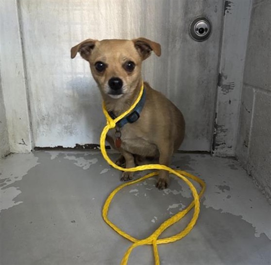 Shelter Stray Male Dog last seen WINTERS ST & ROSEVILLE RD, 2127 Front St, Sacramento, CA 95818, USA