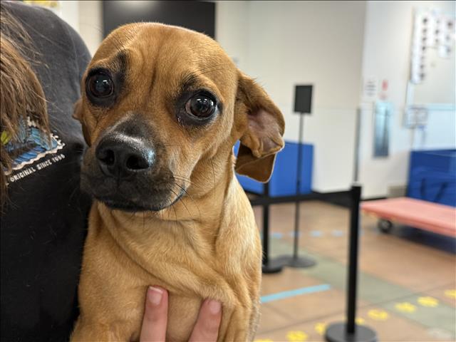 Shelter Stray Female Dog last seen , 14409 Vanowen St, Van Nuys, CA 91405, USA