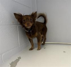 Shelter Stray Male Dog last seen WINTERS ST & ROSEVILLE RD, 2127 Front St, Sacramento, CA 95818, USA