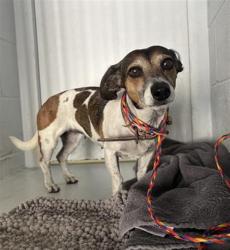 Shelter Stray Female Dog last seen WINTERS ST & ROSEVILLE RD, 2127 Front St, Sacramento, CA 95818, USA