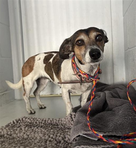 Shelter Stray Female Dog last seen WINTERS ST & ROSEVILLE RD, 2127 Front St, Sacramento, CA 95818, USA