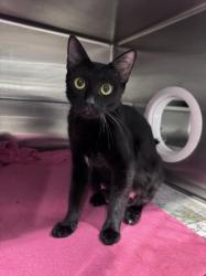 Shelter Stray Female Cat last seen , West Valley Animal Shelter, 20655 Plummer St, Chatsworth, CA 91311, USA