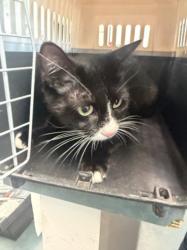 Shelter Stray Female Cat last seen , West Valley Animal Shelter, 20655 Plummer St, Chatsworth, CA 91311, USA