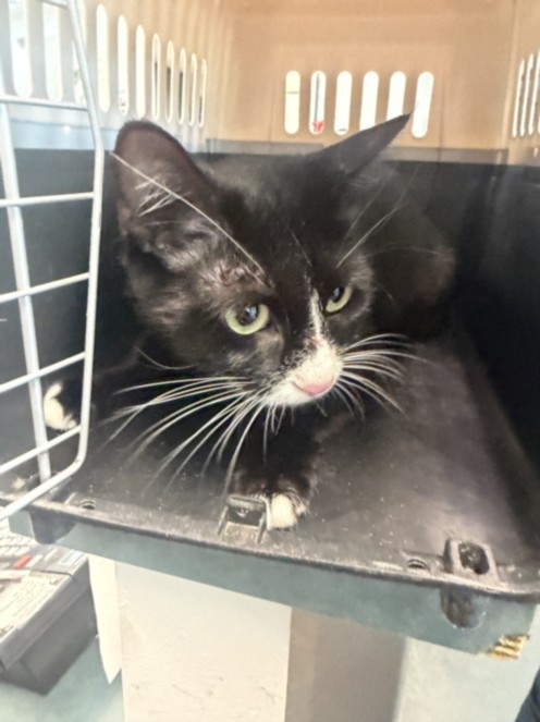 Shelter Stray Female Cat last seen , West Valley Animal Shelter, 20655 Plummer St, Chatsworth, CA 91311, USA
