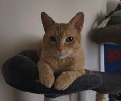 Reunited Male Cat last seen West Wellington Ave & North Long Ave, Chicago, IL 60641