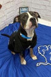 Shelter Stray Male Dog last seen Near BLOCK ARCHDALE ST, DETROIT, MI 48235, 7401 Chrysler Dr, Detroit, MI 48211, USA