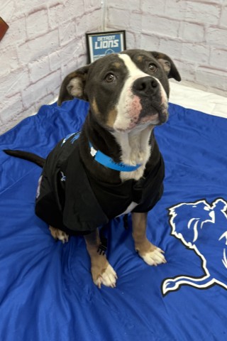 Shelter Stray Male Dog last seen Near BLOCK ARCHDALE ST, DETROIT, MI 48235, 7401 Chrysler Dr, Detroit, MI 48211, USA