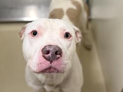 Shelter Stray Male Dog last seen 40TH/GARFIELD, 3839 W Burnham St, West Milwaukee, WI 53215, USA