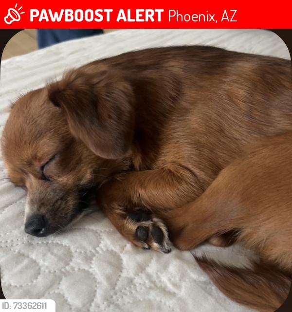 Lost Male Dog last seen Near w cypress st, Phoenix, AZ 85009