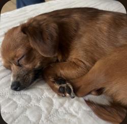 Lost Male Dog last seen Near w cypress st, Phoenix, AZ 85009