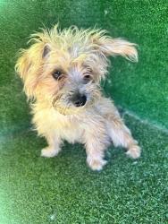 Shelter Stray Male Dog last seen , 5210 W Ave I, Lancaster, CA 93536, USA
