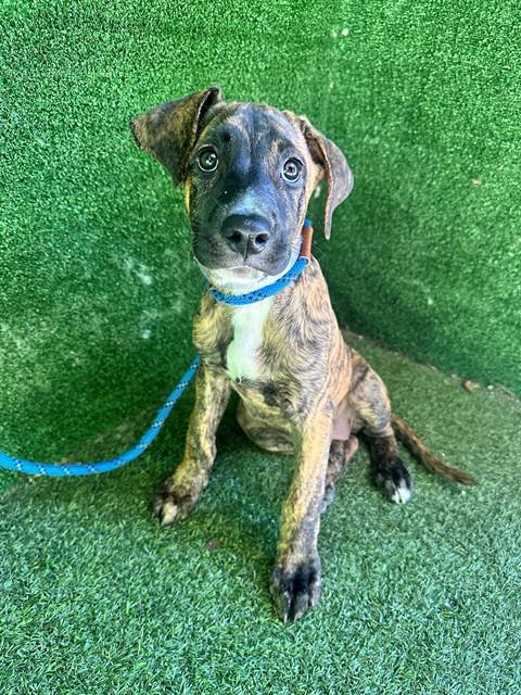Shelter Stray Female Dog last seen , 5210 W Ave I, Lancaster, CA 93536, USA