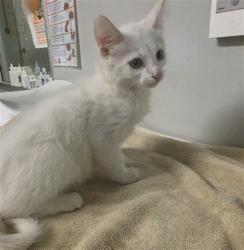 Shelter Stray Male Cat last seen Near BLOCK N ELK ST, HEMET, CA, 581 S Grand Ave, San Jacinto, CA 92582, USA