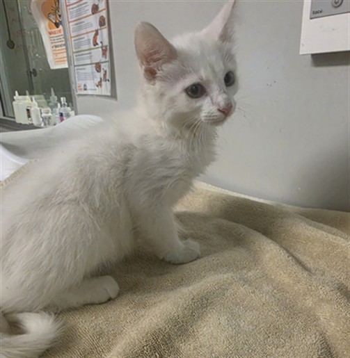 Shelter Stray Male Cat last seen Near BLOCK N ELK ST, HEMET, CA, 581 S Grand Ave, San Jacinto, CA 92582, USA