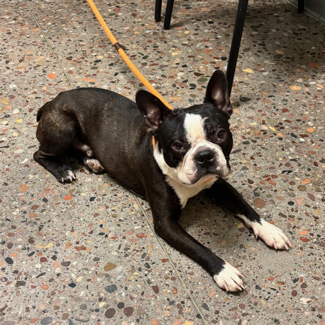 Shelter Stray Male Dog last seen , 5501 E Van Buren St, Phoenix, AZ 85008, USA