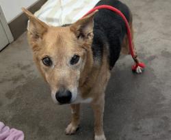 Shelter Stray Female Dog last seen , 4000 N Silverbell Rd, Tucson, AZ 85745, USA