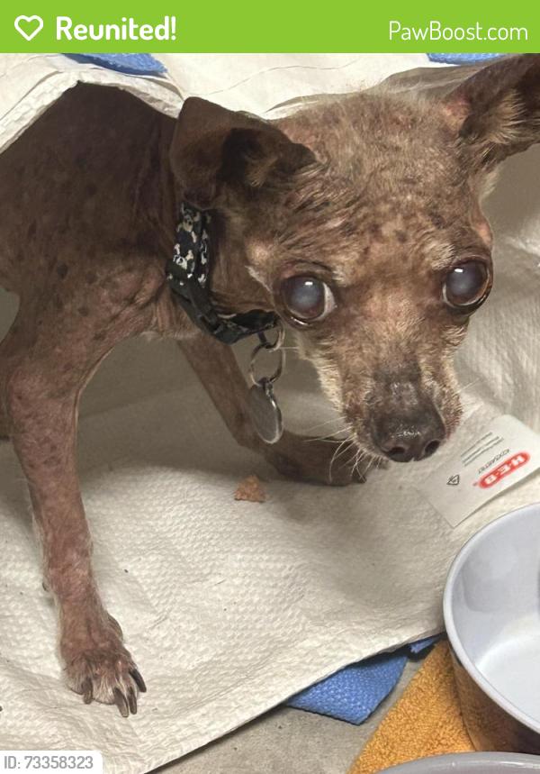Reunited Male Dog last seen Hufsmith Road on the bend near Burroughs park, Tomball, TX 77375