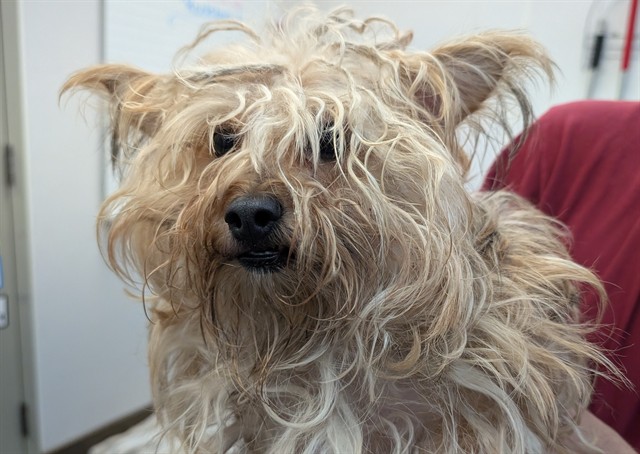 Shelter Stray Male Dog last seen , 4000 N Silverbell Rd, Tucson, AZ 85745, USA
