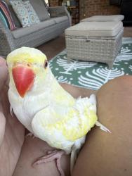 Lost Female Bird last seen Skye dr and Sherbourne dr, Independence, KY 41051