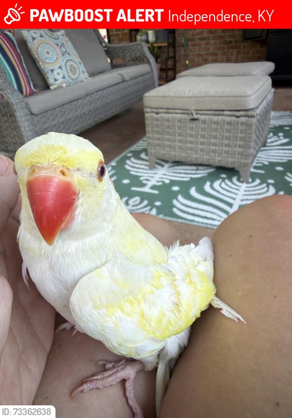 Lost Female Bird last seen Skye dr and Sherbourne dr, Independence, KY 41051