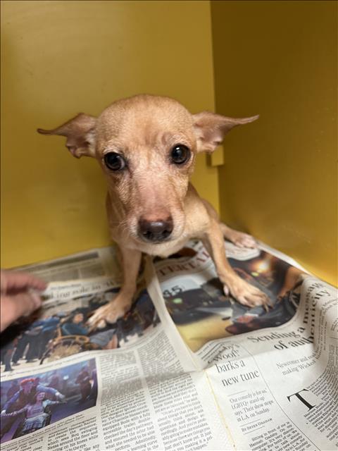Shelter Stray Female Dog last seen , 3201 Lacy St, Los Angeles, CA 90031, USA