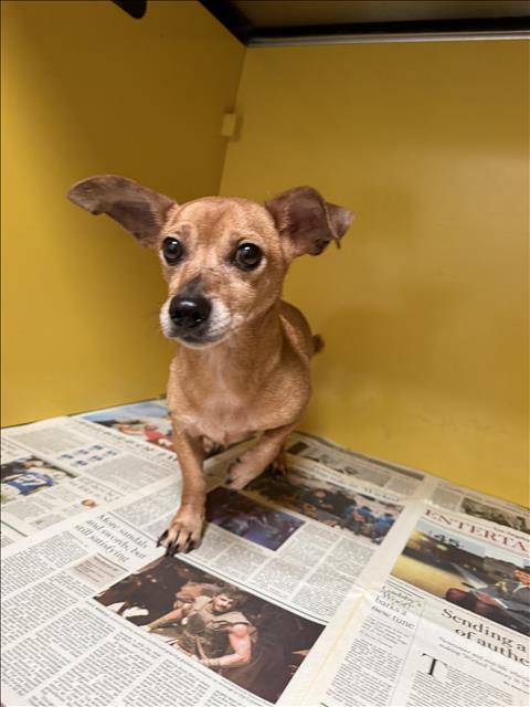 Shelter Stray Male Dog last seen , 3201 Lacy St, Los Angeles, CA 90031, USA