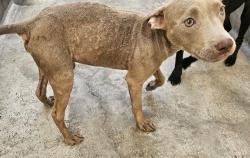 Shelter Stray Male Dog last seen , 3201 Lacy St, Los Angeles, CA 90031, USA