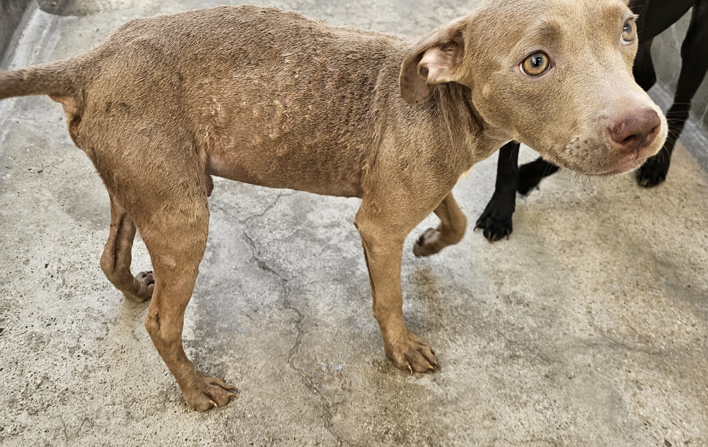 Shelter Stray Male Dog last seen , 3201 Lacy St, Los Angeles, CA 90031, USA