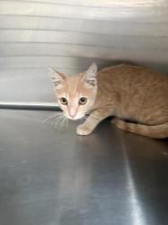 Shelter Stray Male Cat last seen , 3201 Lacy St, Los Angeles, CA 90031, USA