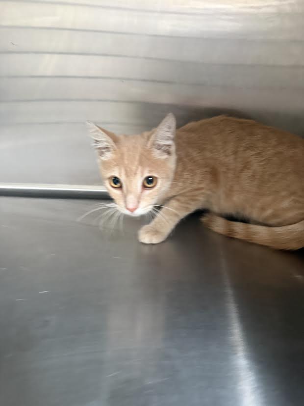 Shelter Stray Male Cat last seen , 3201 Lacy St, Los Angeles, CA 90031, USA