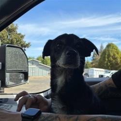 Shelter Stray Male Dog last seen ANTELOPE RD/DON JULIO BLVD,95842, 3839 Bradshaw Rd, Sacramento, CA 95827, USA